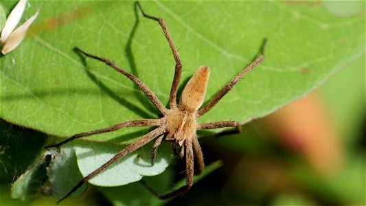Pisaura mirabilis (Listspinne) Männchen