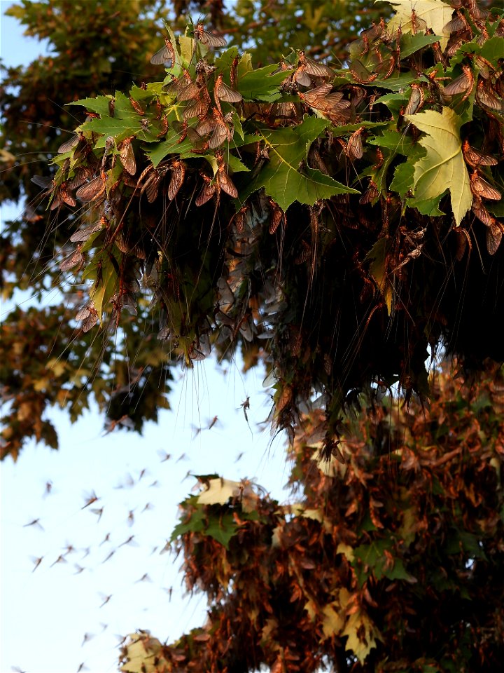 Mayflies near Neal Island, Ohio River Islands National Wildlife Refuge photo