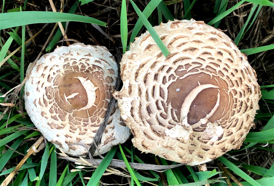 2021/365/250 Two Shrooms
