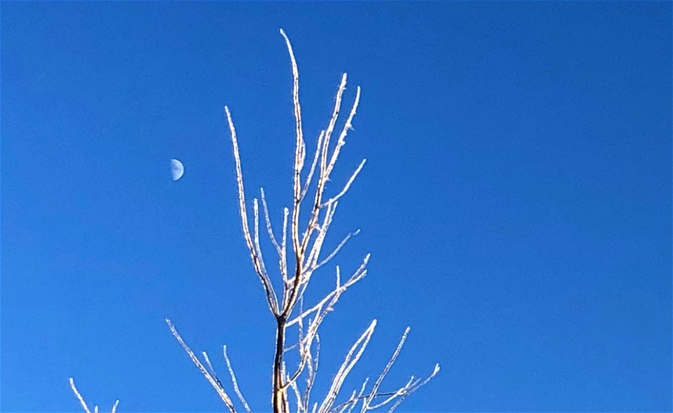 Half Moon and Full Frozen Poplar
