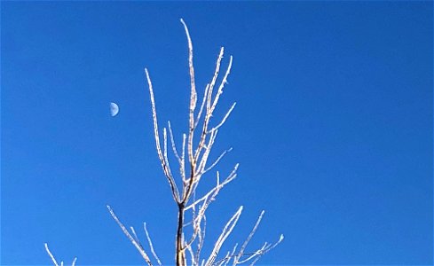 Half Moon and Full Frozen Poplar