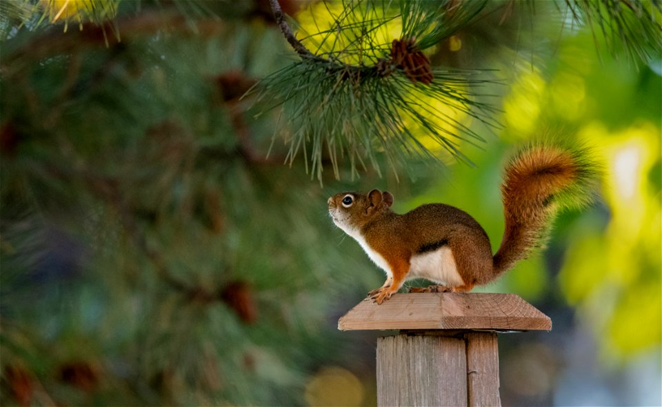 Red Squirrel (Tamiasciurus hudsonicus)