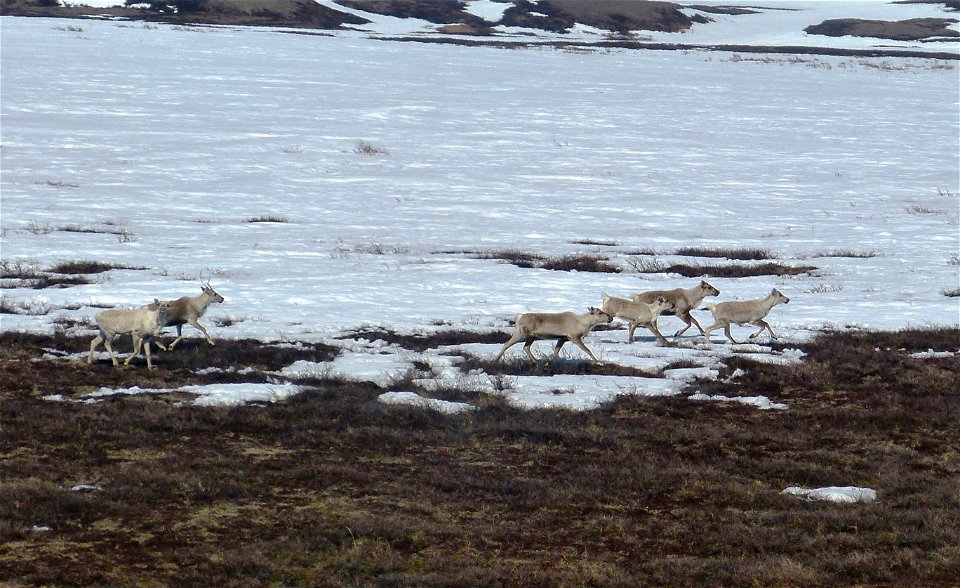 Caribou in Kilbuck Mountains