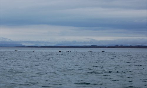 Sea otter raft photo