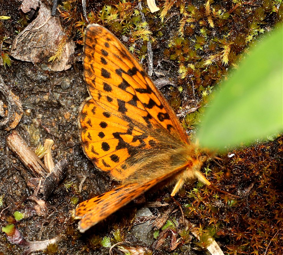 FRITILLARY, WESTERN MEADOW (Boloria epithore) (07-17-2022) hart pass-slate peak, okanogan co, wa -01