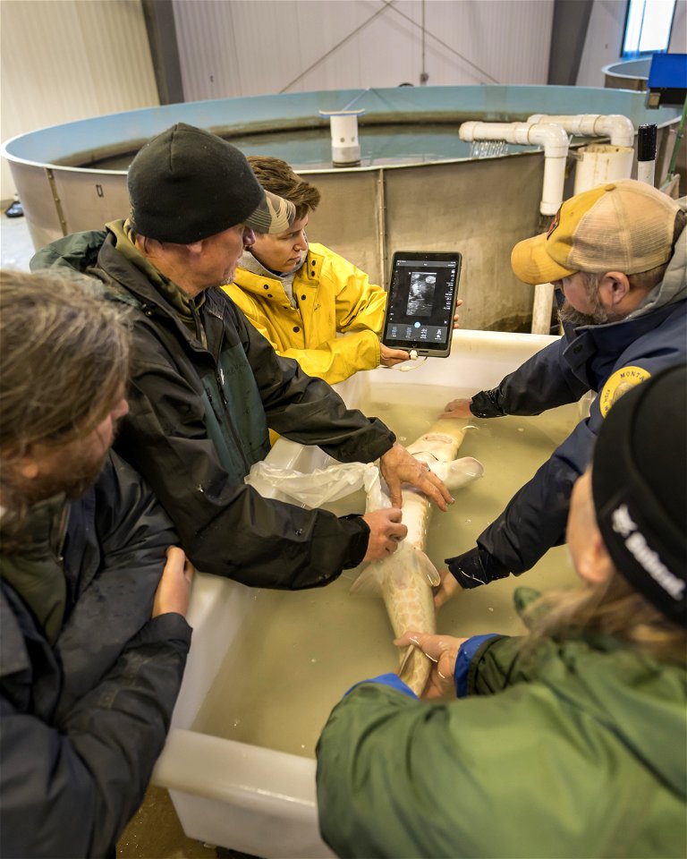 Pallid Sturgeon Ultrasound photo