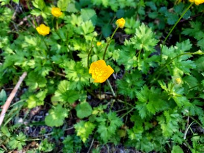 Buttercup, Mt. Baker-Snoqualmie National Forest. Photo by Anne Vassar June 1, 2021.
