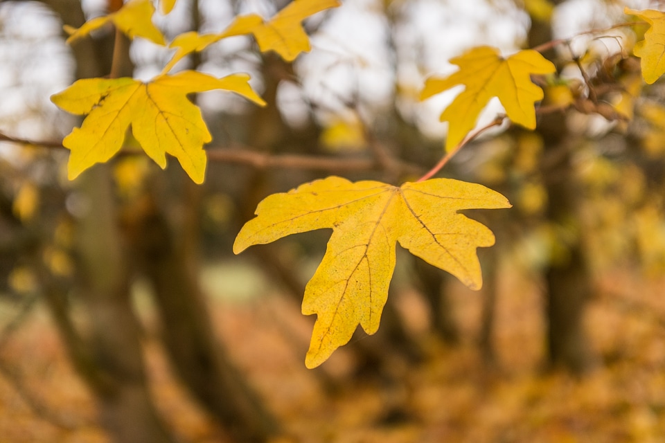 Autumn Leaves On Tree photo