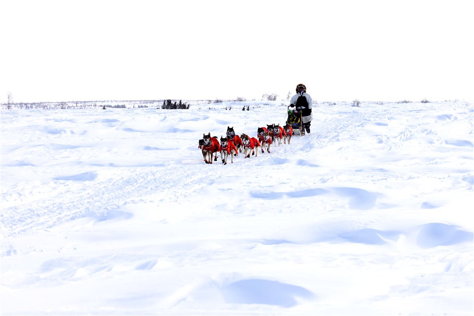 Kobuk 440 racer on the trail between the villages of Selawik and Ambler.