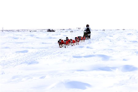 Kobuk 440 racer on the trail between the villages of Selawik and Ambler. photo