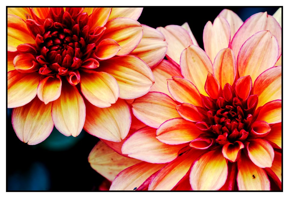 Dahlias labyrinth