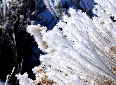 Hoar frost on Wyoming Big Sagebrush photo