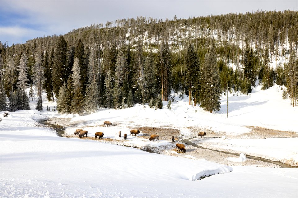 Bison grazing in the thermal areas near Obsidian Creek