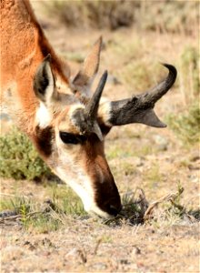 Pronghorn at Seedskadee National Wildlife Refuge