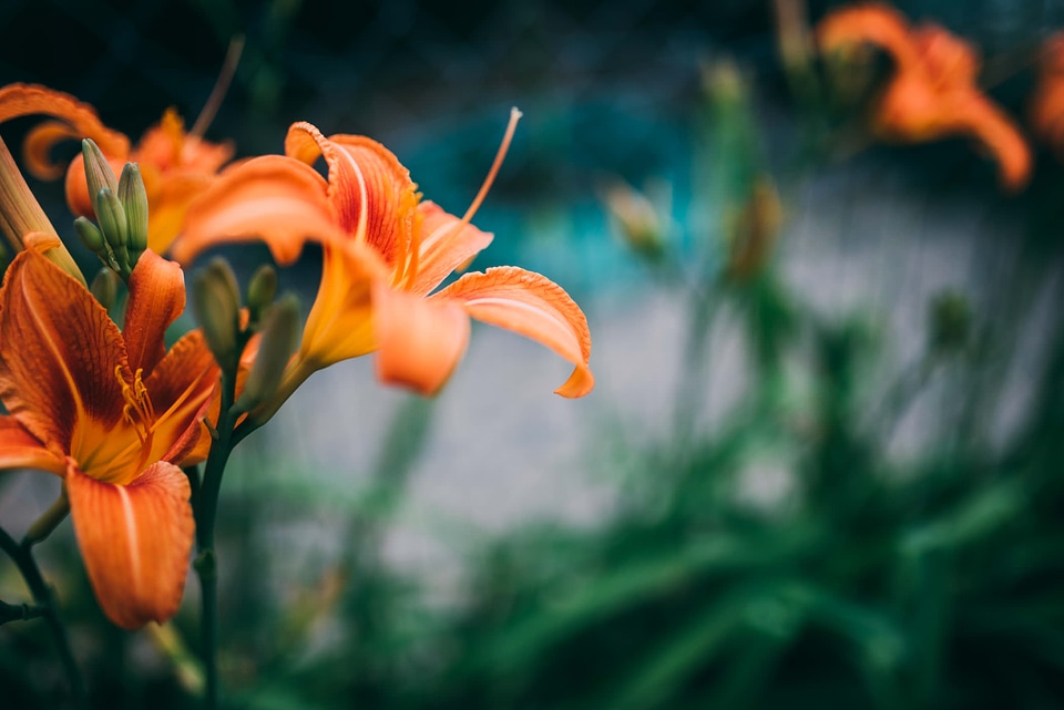 Orange Summer Flower in the Spring