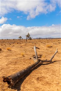 Fallen Joshua tree (Yucca brevifolia) photo