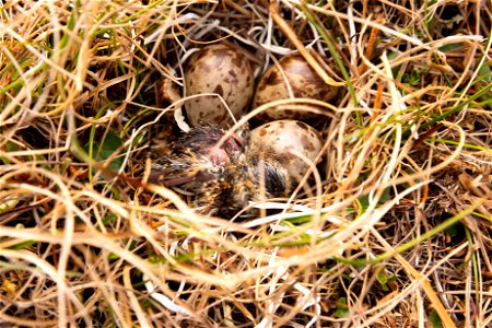 Newly hatched dunlin chick