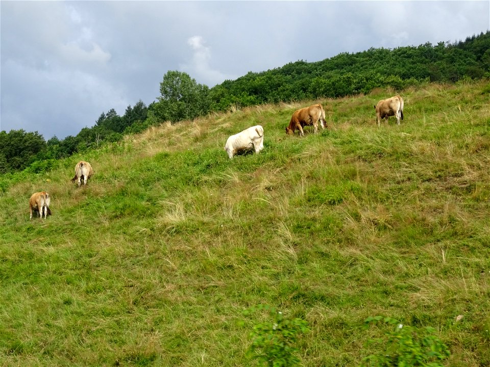 Le cul des vaches !