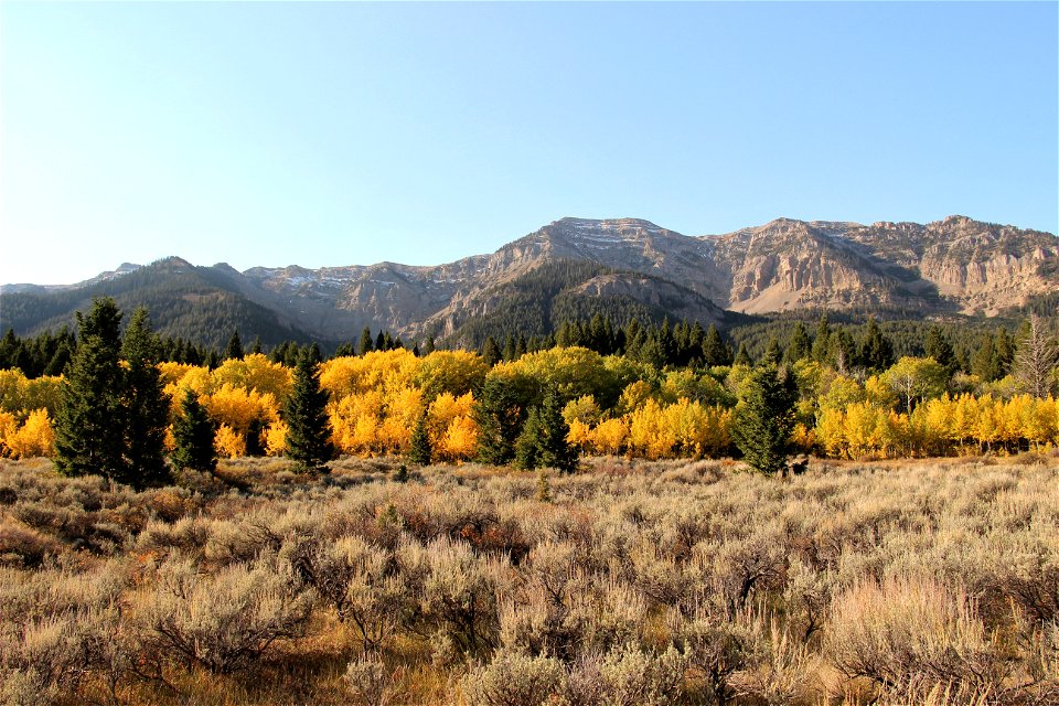 Yellow aspens in front of the mountains at Red Rock Lakes National Wildlife Refuge in southwest Montana