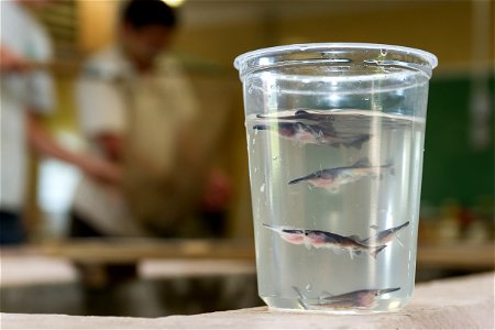 Paddlefish fingerlings