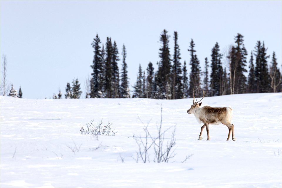 Caribou walking beside a winter trail on Selawik National Wildlife Refuge