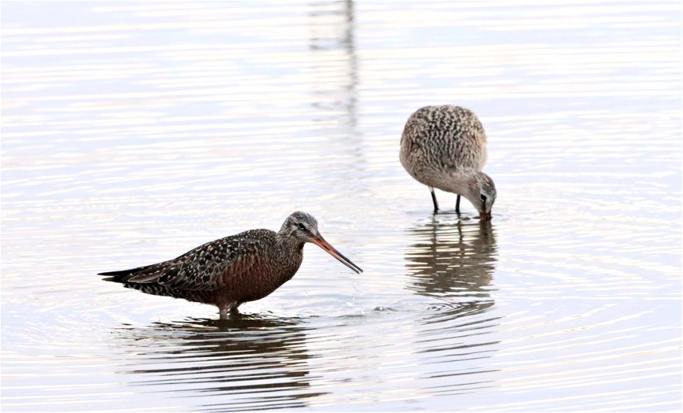 Godwits Huron Wetland Management District