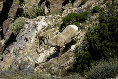 Desert Bighorn sheep (Ovis candensis nelsoni) running downhill near Keys View
