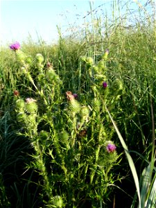 Bull Thistle Lake Andes Wetland Management District South Dakota photo