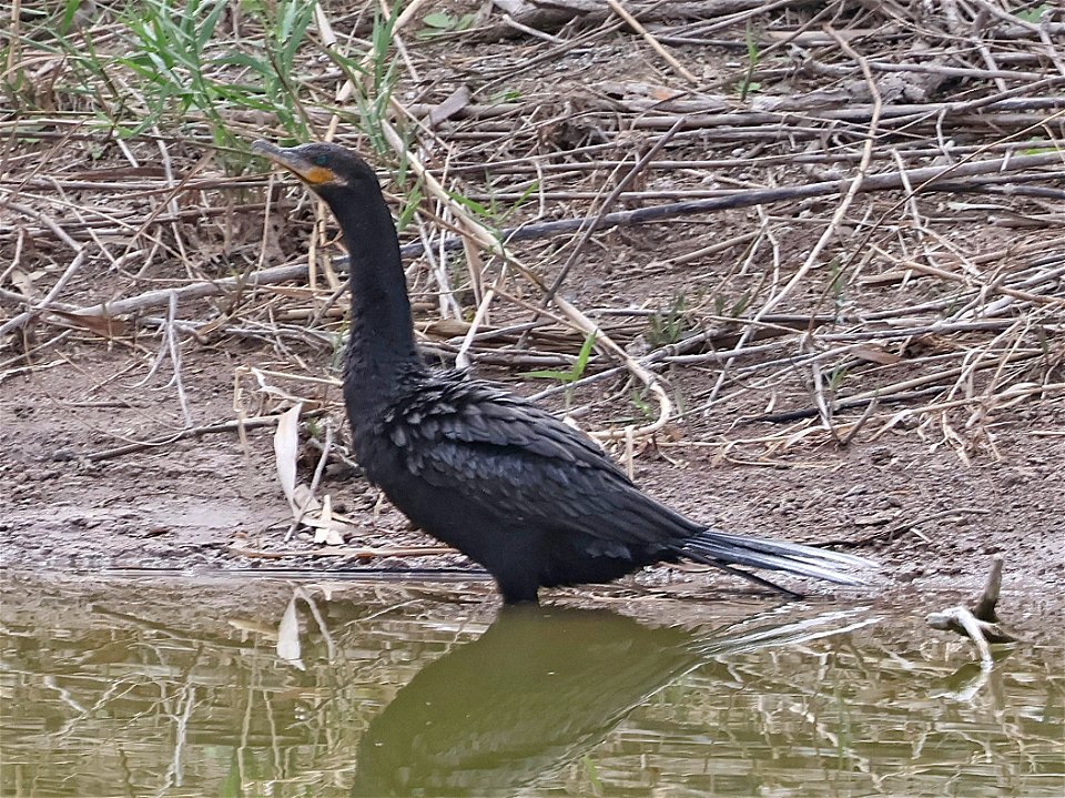 169 - NEOTROPIC CORMORANT (02-09-2023) estero llano grande sp, hidalgo co, tx -01