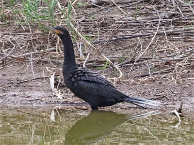 169 - NEOTROPIC CORMORANT (02-09-2023) estero llano grande sp, hidalgo co, tx -01