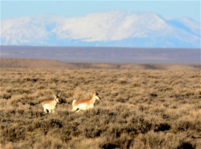 Pronghorn at Seedskadee National Wildlife Refuge photo