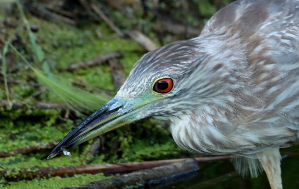 Immature Black-crowned Night Heron Huron Wetland Management District South Dakota photo