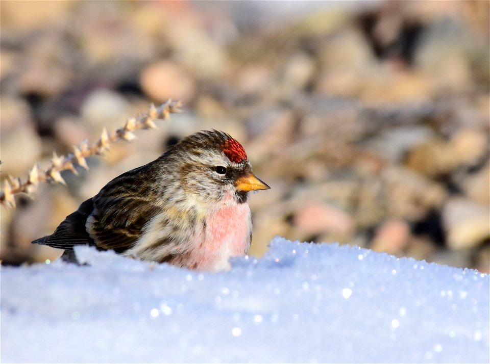 Common redpoll at Seedskadee National Wildlife Refuge