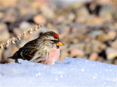 Common redpoll at Seedskadee National Wildlife Refuge