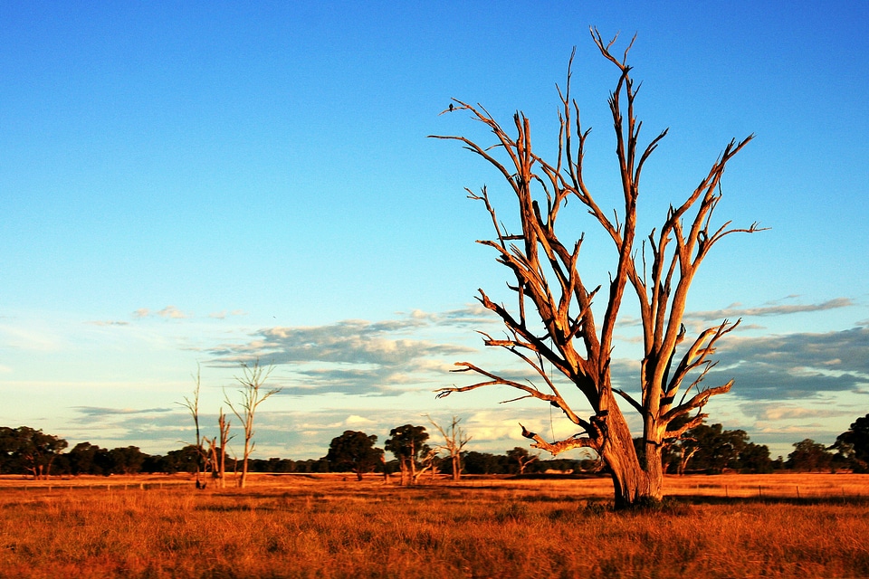 Tree in Australia Outback