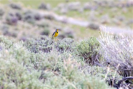 Western meadowlark photo