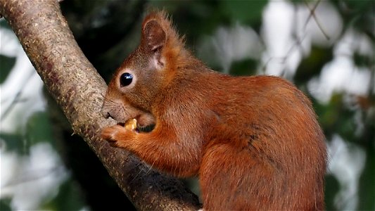 Walnussknabberer