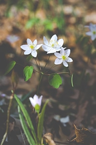 White Flowers in Spring photo