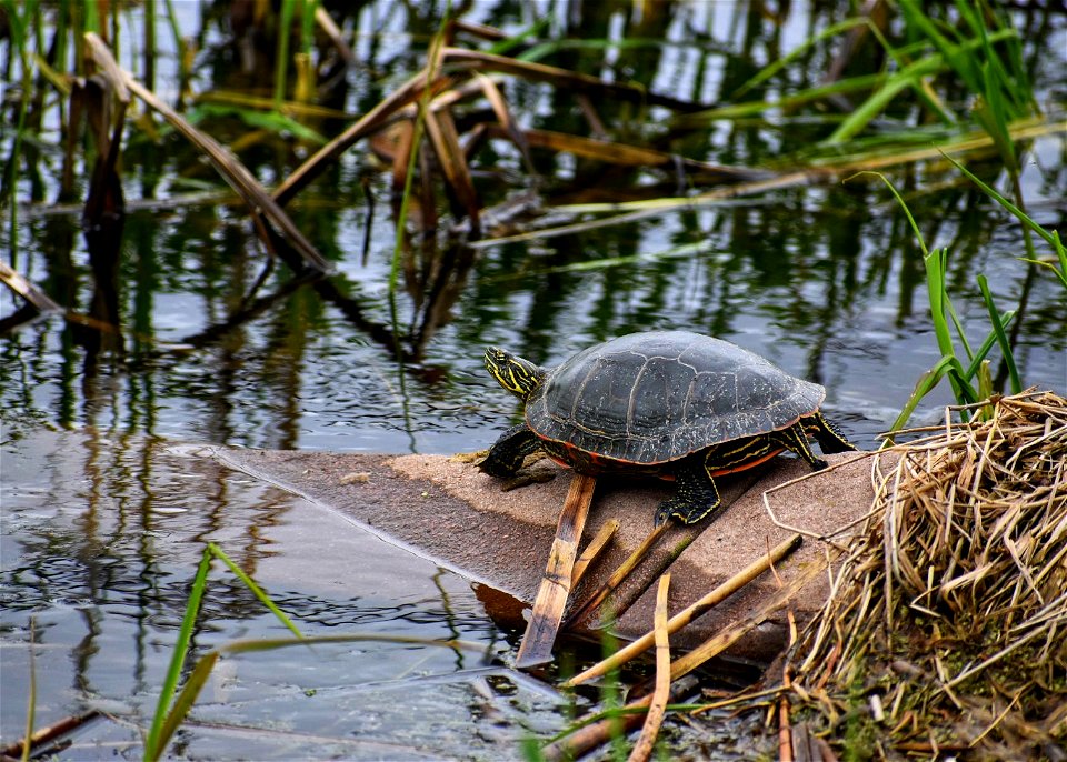 Painted Turtle Lake Andes Wetland Management District South Dakota