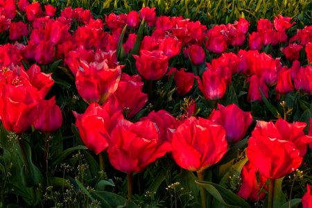Bright tulips in the field, Oregon photo