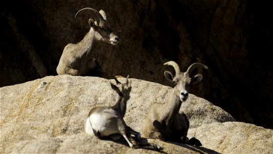 Ryan Mountain Bighorn Sheep