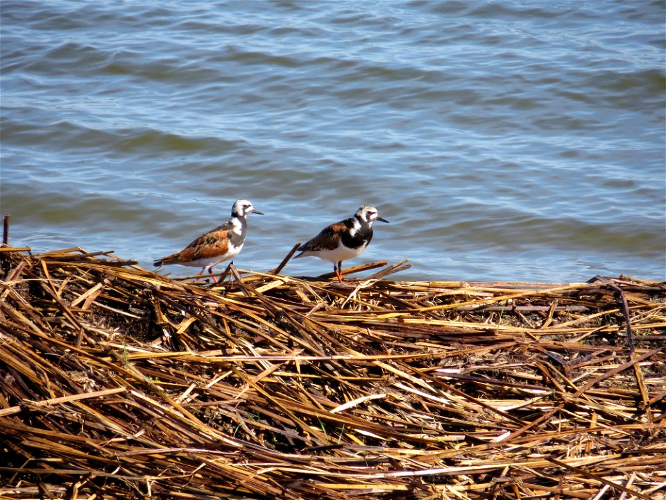 Humphrey Ruddy Turnstones Along the Water of Lake Andes Wetland Management District South Dakota