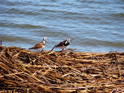 Humphrey Ruddy Turnstones Along the Water of Lake Andes Wetland Management District South Dakota