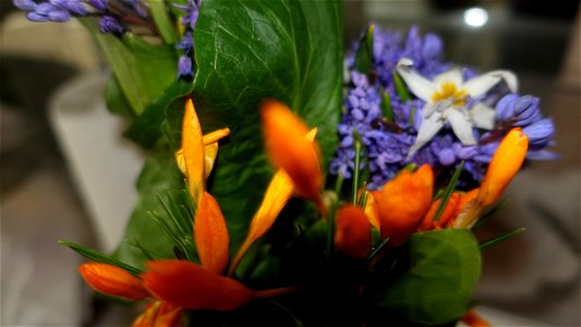 flori_flowers-花卉-2023_0226_164010
