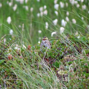 Savannah sparrow photo