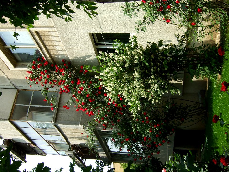trandaf-bis2009_0517_105645