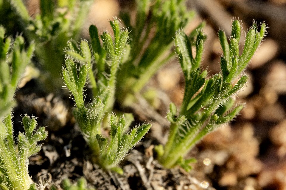 Erigeron compositus