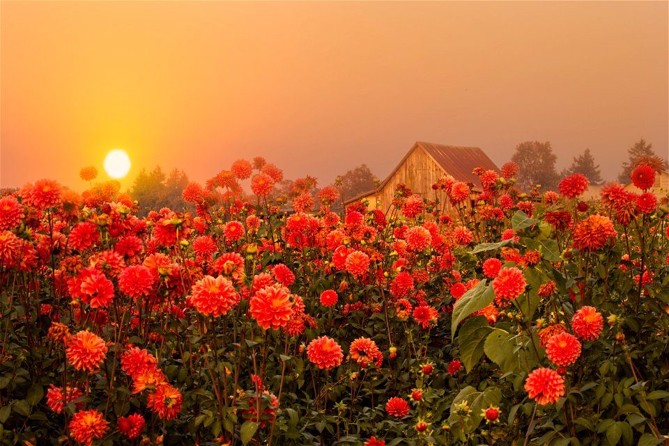 A smokey orange sky and orange dahlias, Willamette Valley, Oregon