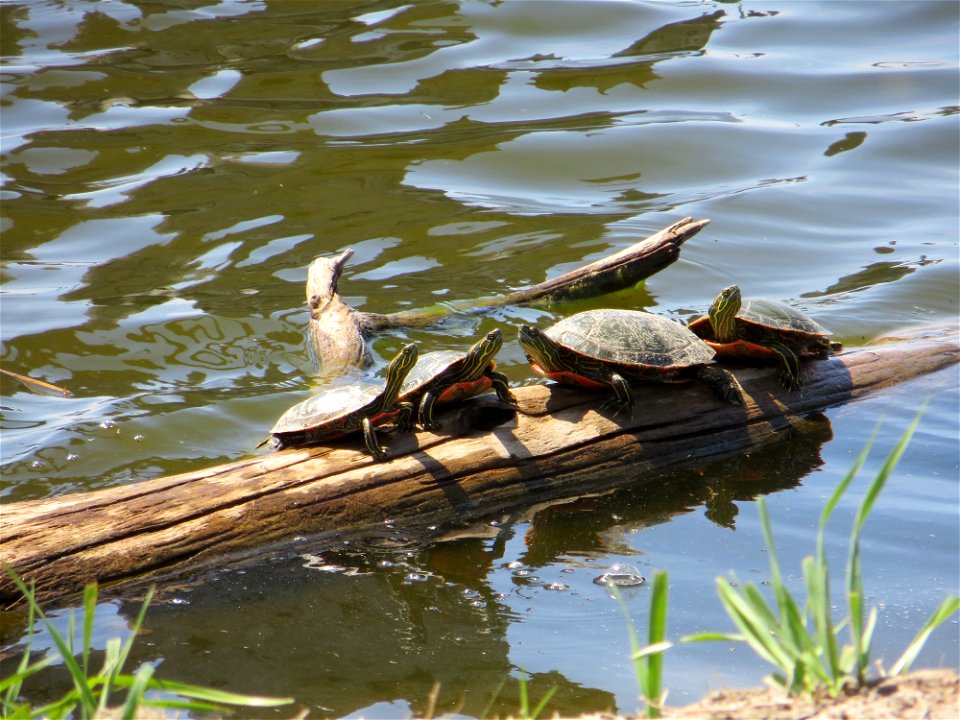 Painted Turtles Lake Andes Wetland Management District South Dakota