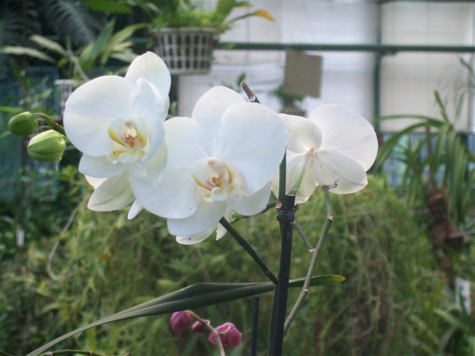 gradina botanica_55